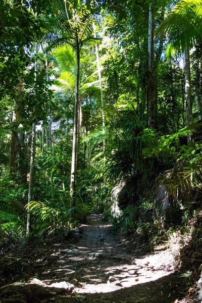 Bäume Auf Naturwanderung Nationalpark — Stockfoto