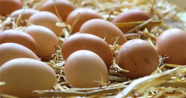 Samanlıkta Organik Tavuk Yumurtası Dolly Shot — Stok video
