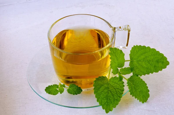Alternative Medicine. Herbal Therapy. Melissa or lemon balm infusion in glass cup. White background.