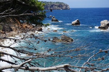 Çamın dalları üzerinde ön plan ve arka plan üzerinde deniz ile görüntüleyin. Haziran 2018 