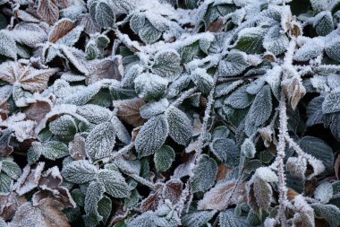 Güzel hoarfrost yapraklarda