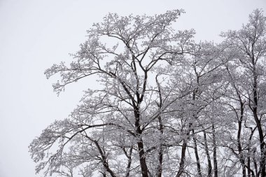 Cay frost ağaçların güzel karmaşık desen oluşturur