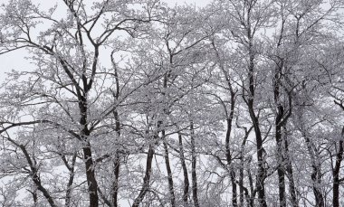 Güzel karmaşık desen oluşturur hoarfrost, ağaçlarda