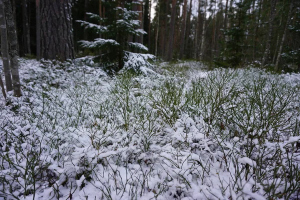 Först Snö Skogen Leningrad Region Ryssland — Stockfoto