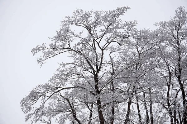 Cay frost ağaçların güzel karmaşık desen oluşturur