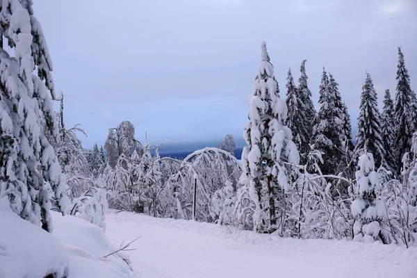 Maravillosa Escena Invierno Con Árboles Arrugados Carretera Nieve Vuokatti Finlandia —  Fotos de Stock