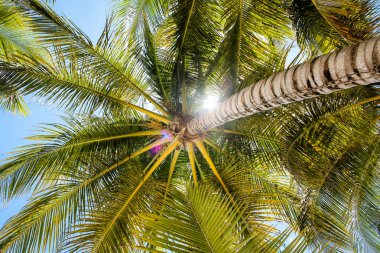 Karayip Denizi ve palmiye ağaçlarının görünümünde fantastik