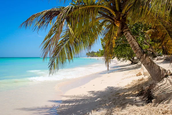 Fantastic View Palm Trees Caribbean Sea Stock Image
