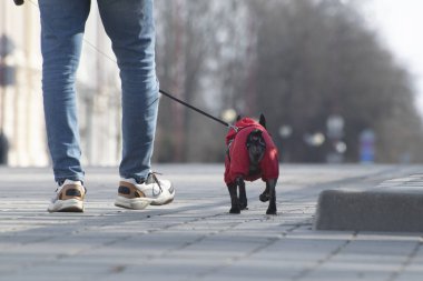 Pazar köpek ile yürümek