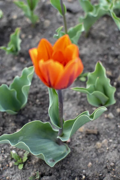 Laleler çiçek açtı. Bahar geldi