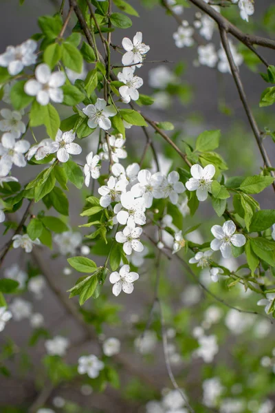 Bahar geldi. Çiçek açan ağaçlar