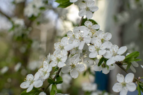 Bahar geldi. Çiçek açan ağaçlar
