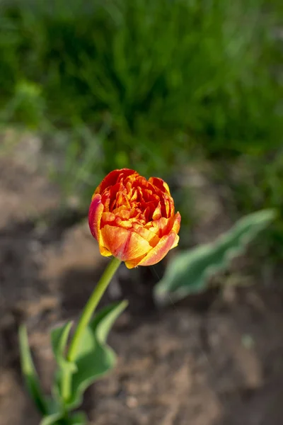 Kırmızı laleler. Bahar geldi