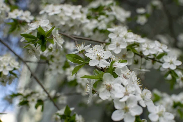 Bahar geldi. Çiçek açan ağaçlar