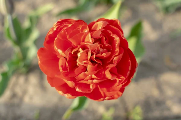 Kırmızı laleler. Bahar geldi