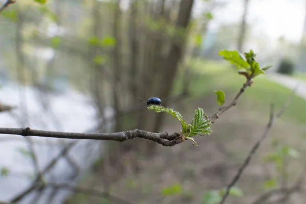yaprak böceği bir ağaç dalı üzerinde oturur