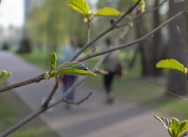 yaprak böceği bir ağaç dalı üzerinde oturur