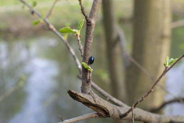 yaprak böceği bir ağaç dalı üzerinde oturur