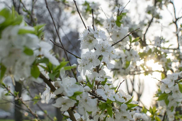 Bahar geldi. Çiçek açan ağaçlar