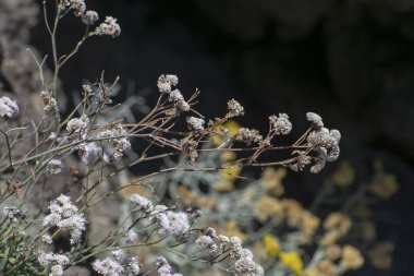 kanarya adalarının dağ çiçekleri