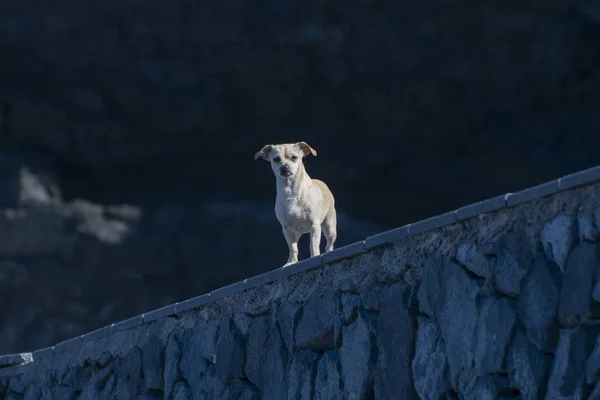 Beyaz köpek korkulukta duruyor ve dikkatlice bakıyor.