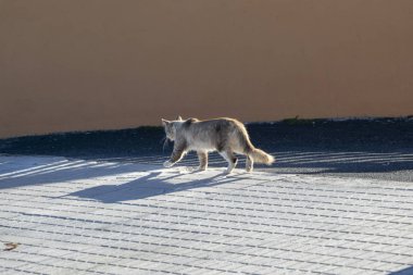  Kedi gün batımında işi hakkında koşuyor. Gölgesi onun yanında akıta koşuyor.