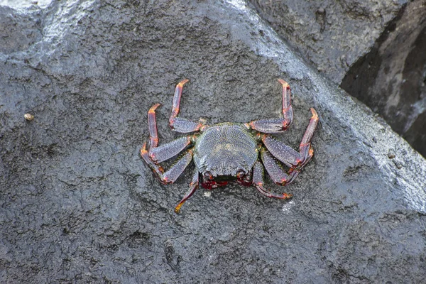 Cangrejo Tomando Sol — Foto de Stock