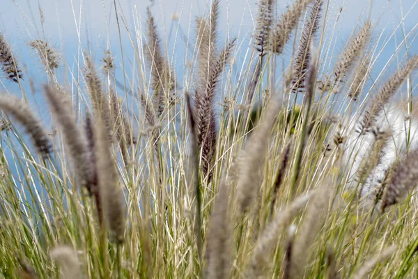 dağdaki çimenler. yan ve okyanus manzarası. çimenlerde rüzgar şarkısı