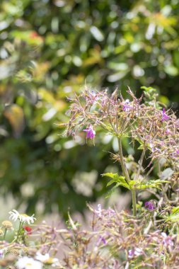 Dağın tepesinden Panarama. Dağlar, bulutlar, vadide bir köy, bir dağ yolu, dağ çiçekleri, ufukta okyanus