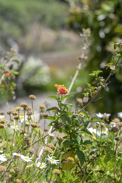 Dağın tepesinden Panarama. Dağlar, bulutlar, vadide bir köy, bir dağ yolu, dağ çiçekleri, ufukta okyanus