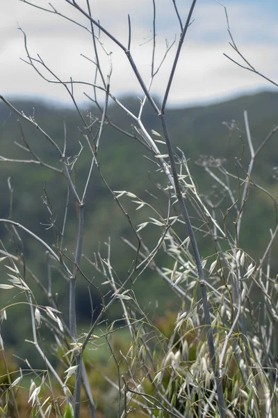 Dağın tepesinden panorama. dağ çiçekleri