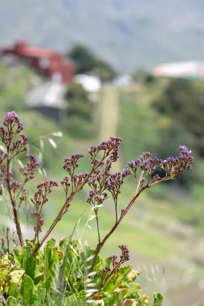 Dağın tepesinden panorama. dağ çiçekleri