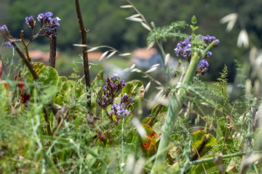 Dağın tepesinden panorama. dağ çiçekleri