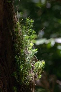 ormandaki ışık ışını