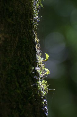 ormandaki ışık ışını