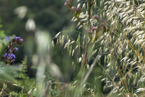 Dağın tepesinden panorama. dağ çiçekleri