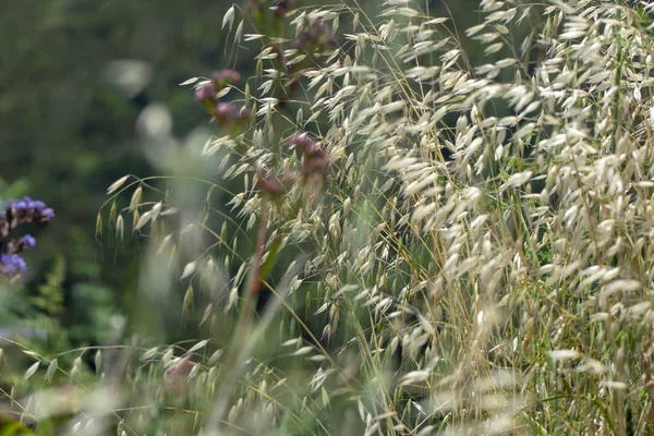 Dağın tepesinden panorama. dağ çiçekleri