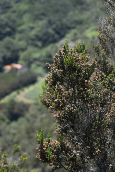 Dağın tepesinden panorama. dağ çiçekleri