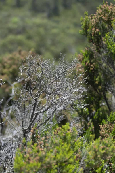 Dağın tepesinden panorama. dağ çiçekleri