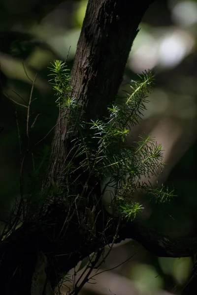 ormandaki ışık ışını