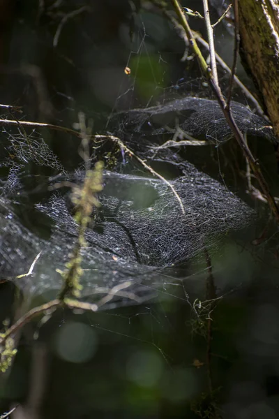 kin ormanında örümcek ağı