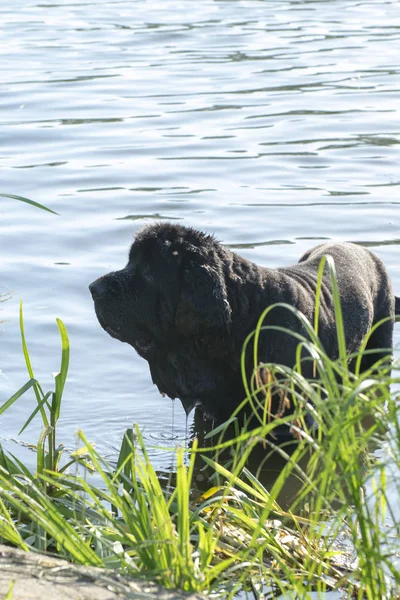black dog  is swimming in the river
