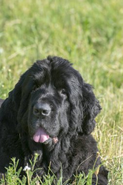 Siyah newfoundland köpek güneşli bir günde yeşil çim üzerinde oturan