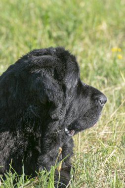 Siyah newfoundland köpek güneşli bir günde yeşil çim üzerinde oturan