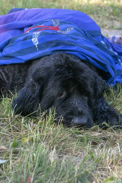 parkta çim üzerinde dinleniyor mavi bir havlu altında siyah köpek