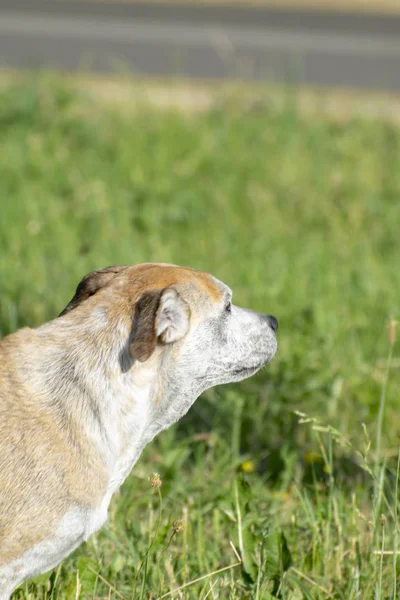 Parktaki yeşil çimlerde oynayan sarı ve beyaz köpek.