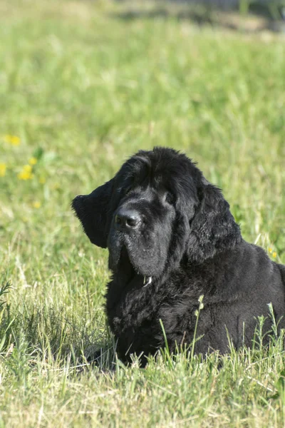 Siyah newfoundland köpek güneşli bir günde yeşil çim üzerinde oturan