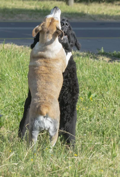 Красные Черные Собаки Играют Зеленой Траве Парке — стоковое фото