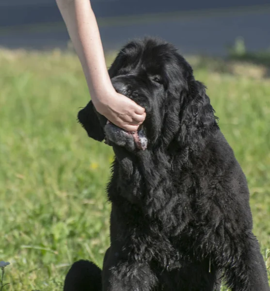 Siyah köpek topla oynuyor. Kadın topu köpeğin ağzından alır.