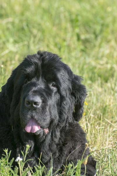 Siyah newfoundland köpek güneşli bir günde yeşil çim üzerinde oturan